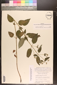 Lysimachia tonsa image