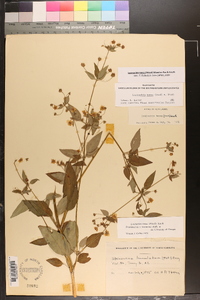 Lysimachia tonsa image