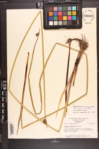 Schoenoplectus americanus image