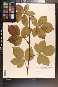 Rubus flagellaris image