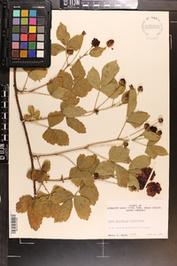 Rubus flagellaris image