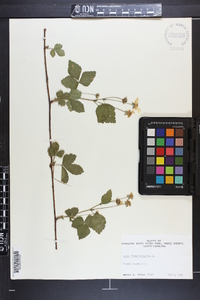 Rubus flagellaris image