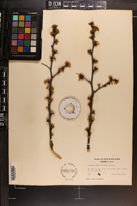 Prunus angustifolia image