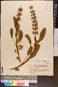 Lupinus diffusus image