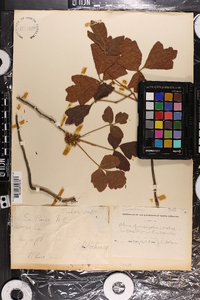 Toxicodendron pubescens image