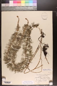 Myriophyllum verticillatum image