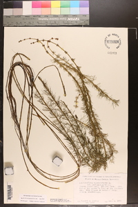 Myriophyllum verticillatum image