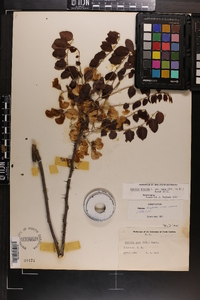 Robinia hispida var. nana image