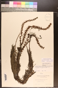 Myriophyllum heterophyllum image