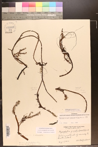 Myriophyllum heterophyllum image