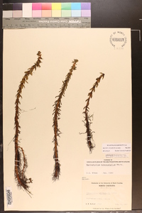 Myriophyllum heterophyllum image