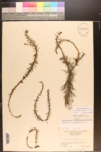 Myriophyllum heterophyllum image