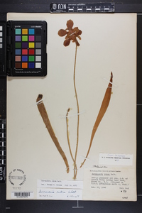 Sarracenia rubra image