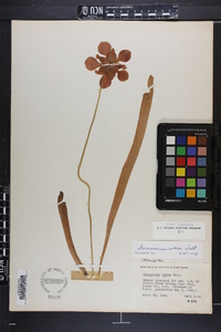 Sarracenia rubra image