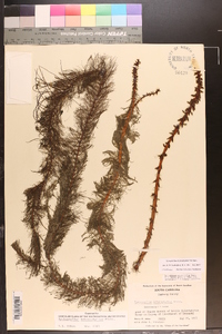 Myriophyllum heterophyllum image