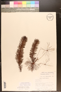 Myriophyllum heterophyllum image