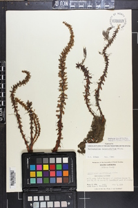 Myriophyllum heterophyllum image