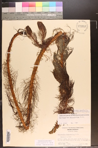 Myriophyllum heterophyllum image