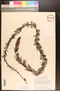 Myriophyllum heterophyllum image