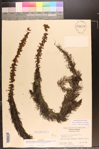 Myriophyllum heterophyllum image