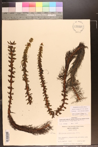 Myriophyllum heterophyllum image