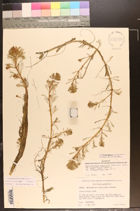 Myriophyllum aquaticum image