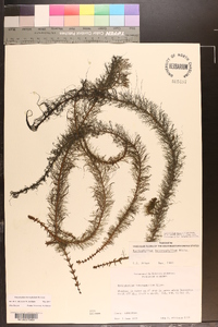 Myriophyllum heterophyllum image