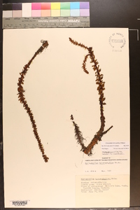 Myriophyllum heterophyllum image