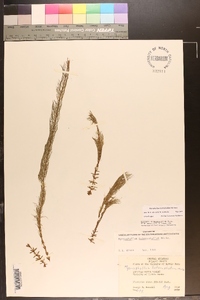 Myriophyllum heterophyllum image