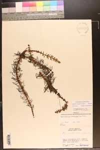 Myriophyllum heterophyllum image