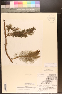 Myriophyllum heterophyllum image