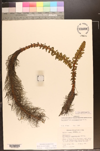 Myriophyllum heterophyllum image