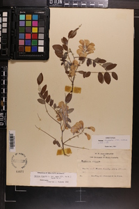 Robinia hispida var. nana image