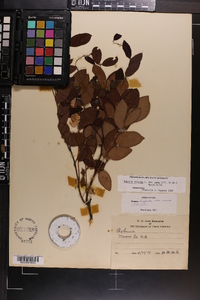 Robinia hispida var. nana image