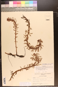 Myriophyllum aquaticum image