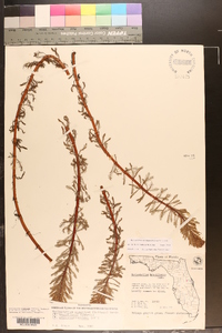 Myriophyllum aquaticum image