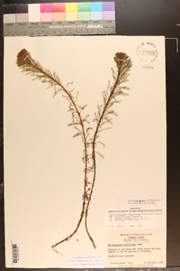 Myriophyllum aquaticum image