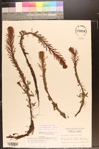 Myriophyllum aquaticum image