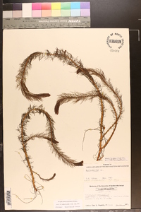 Myriophyllum heterophyllum image