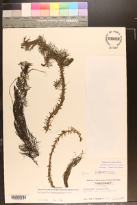 Myriophyllum heterophyllum image