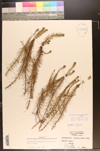 Myriophyllum pinnatum image