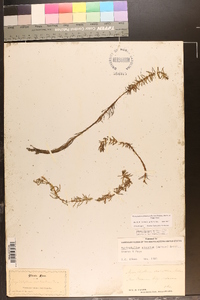 Myriophyllum pinnatum image