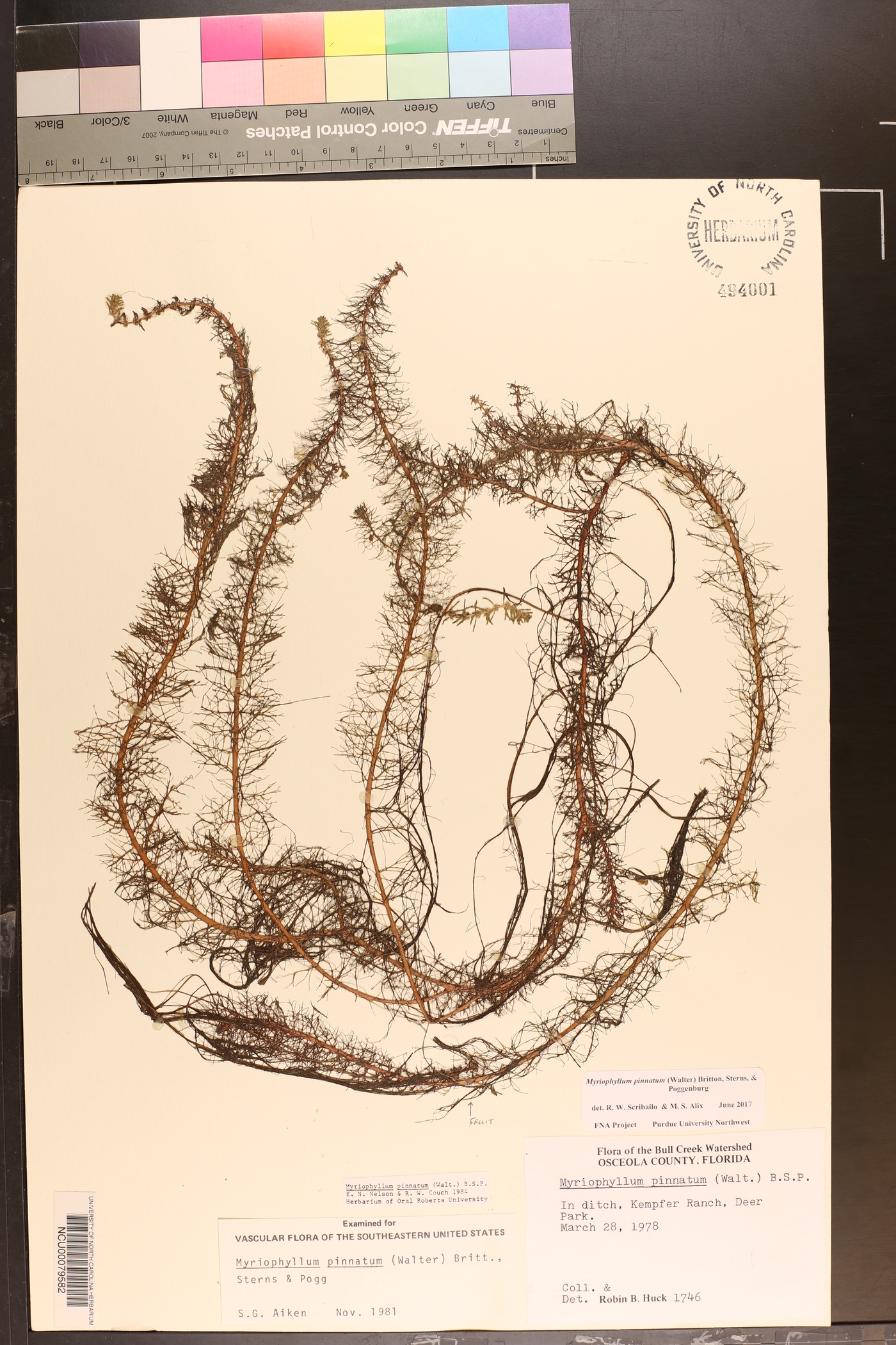 Myriophyllum pinnatum image