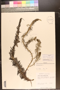 Myriophyllum pinnatum image