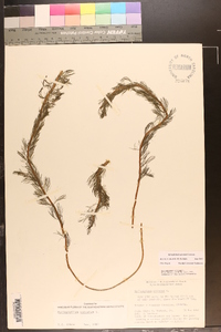 Myriophyllum spicatum image