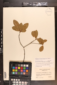 Rhododendron periclymenoides image