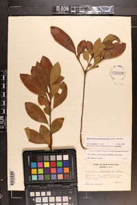 Rhododendron periclymenoides image