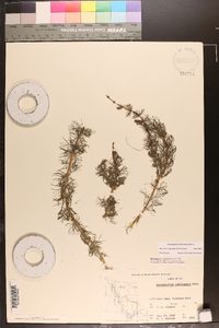 Myriophyllum sibiricum image