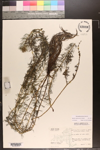 Myriophyllum sibiricum image