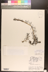 Myriophyllum sibiricum image